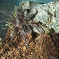 G. pulchripes sling post-molt