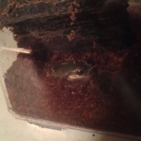 Pseudacris regilla - Pacific Tree Frog