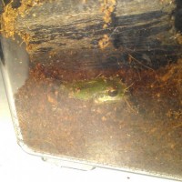 Pseudacris regilla - Pacific Tree Frog