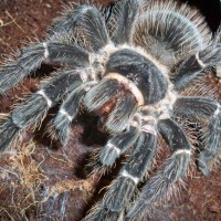 Lasiodora parahybana