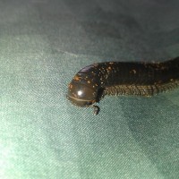 Oregon Giant Millipede