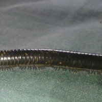 Oregon Giant Millipede