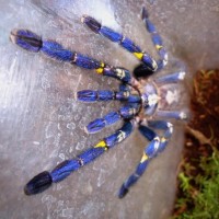 Poecilotheria metallica