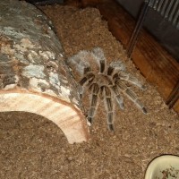 Daisy (Grammostola rosea)