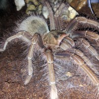 Theraphosa Apophysis