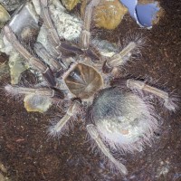 Theraphosa Apophysis