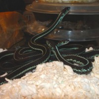 Blue Garter Snakes
