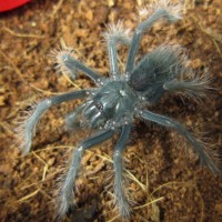 Xenesthis sp. blue