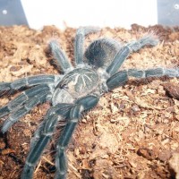 Pamphobeteus sp platyomma