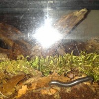 Millipede Enclosure