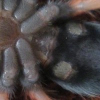 please help me! sex my tarantula