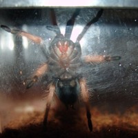 B. boehmei freshly molted