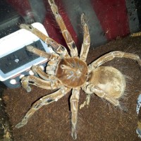 Theraphosa Stirmi