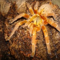 Usambara Orange Starburst Baboon (Pterinochilus murinus)