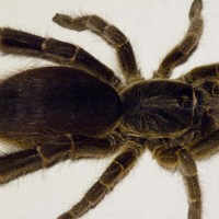 Eucratescelus pachypus