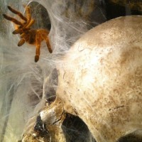 OBT - Skull 02