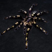 Poecilotheria　subfusca high