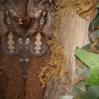 MF.P.smithi