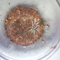 New Arrival Hapalopus sp. Colombia