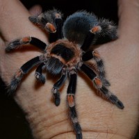 2 year old B. smithi female