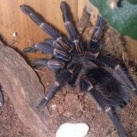 My Tarantulas