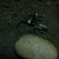 My Scorpion Enclosure