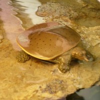 My softshell turtle