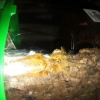 My..Pterinochilus murinus... small one