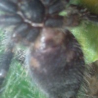 A. avicularia.  Male?