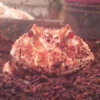 Albino Ornate Horned Frog