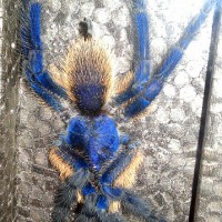 M. Balfouri