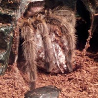 Layla on her egg sac