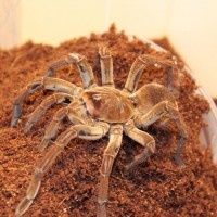 Tarantula