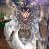 Smithi