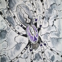 Our Tarantulas and Paintings