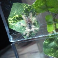 Avicularia Urticans sling