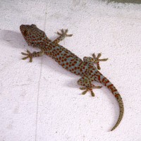 Tokay Gecko