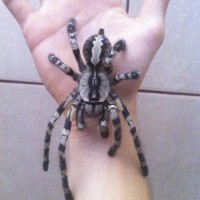 p regalis