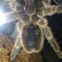 Grammostola Rosea 2nd picture