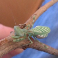 praying mantis