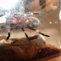 Brachypelma smithi