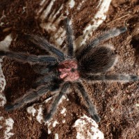 My first T, a G. Rosea named Peter.