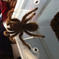 Grammostola rosea trying to escape!