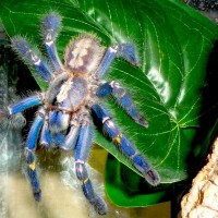 Poecilotheria metallica