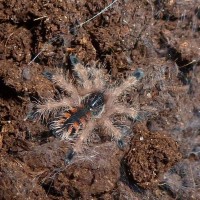 Avicularia minatrix