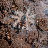 Avicularia minatrix