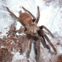 Chilobrachys fimbriatus