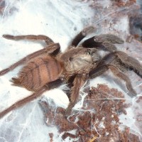 Chilobrachys fimbriatus