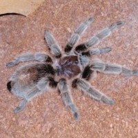 G. rosea