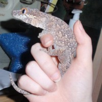 Gargoyle Gecko